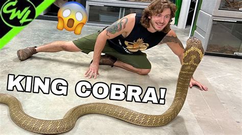 king cobra youtuber